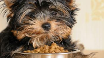 Paid Focus Group on Pet Food