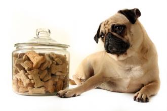 Paid Focus Group on Pet Food